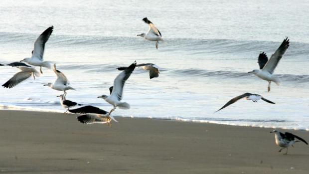 Monitorizan gaviotas con GPS para medir el riesgo de transmisión de bacterias y virus