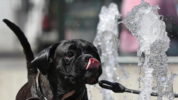 ¿Cómo evitar un golpe de calor a nuestras mascotas?