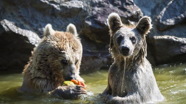 La ola de calor obliga a los países de Europa a proteger a los animales