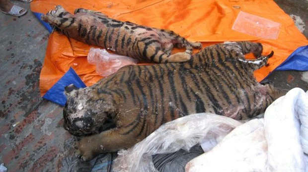 Hallan siete tigres congelados en el interior de un vehículo en Vietnam