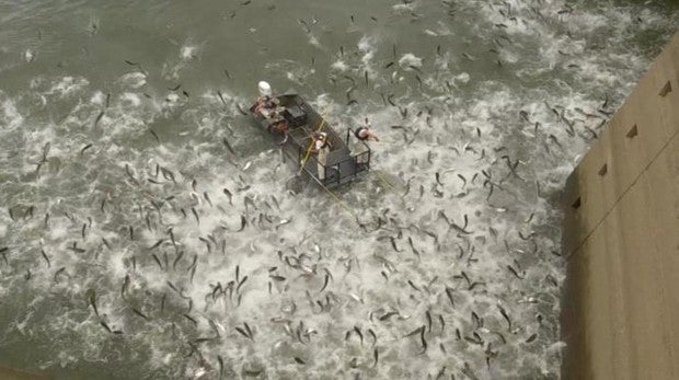 Invasión de carpas asiáticas en Kentucky