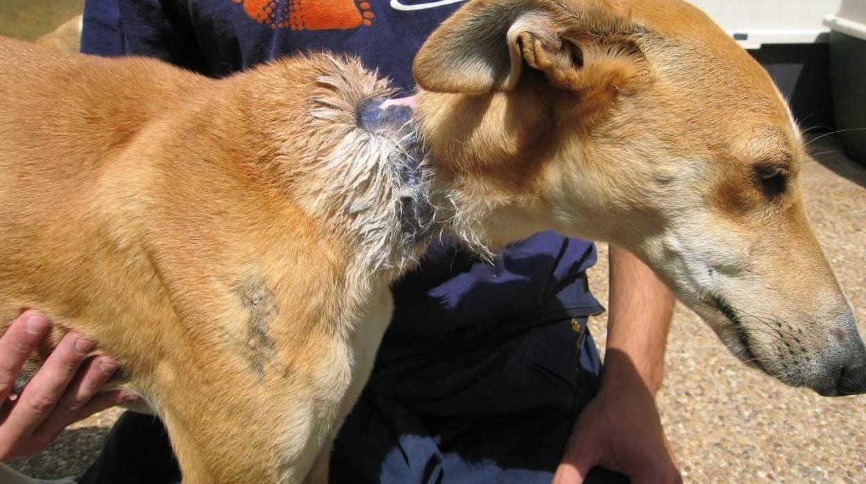 Imagen de archivo de un perro maltratado