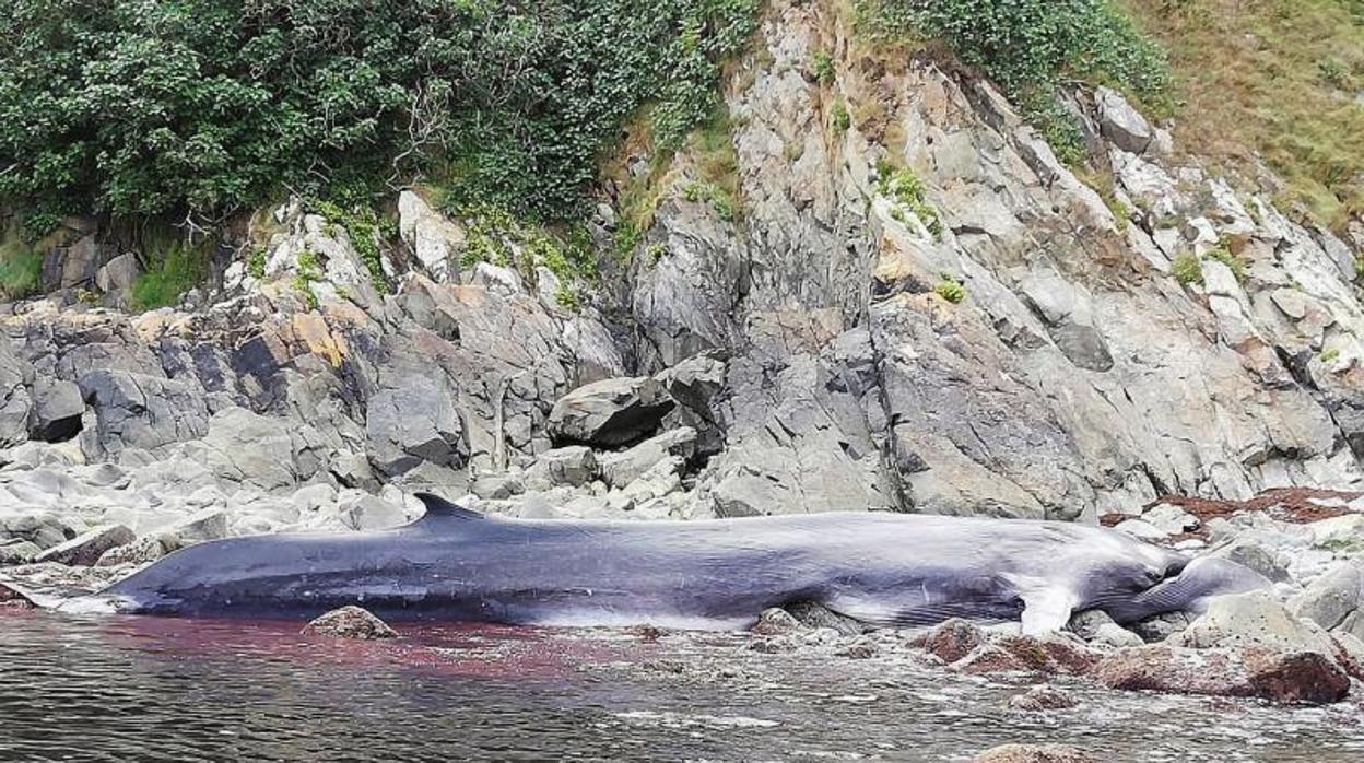 El ejemplar de Rorcual Común de unos 16 metros de longitud, que ha muerto este miércoles tras quedar varada en la cala del Figo, ubicada en el concejo de Tapia de Casariego