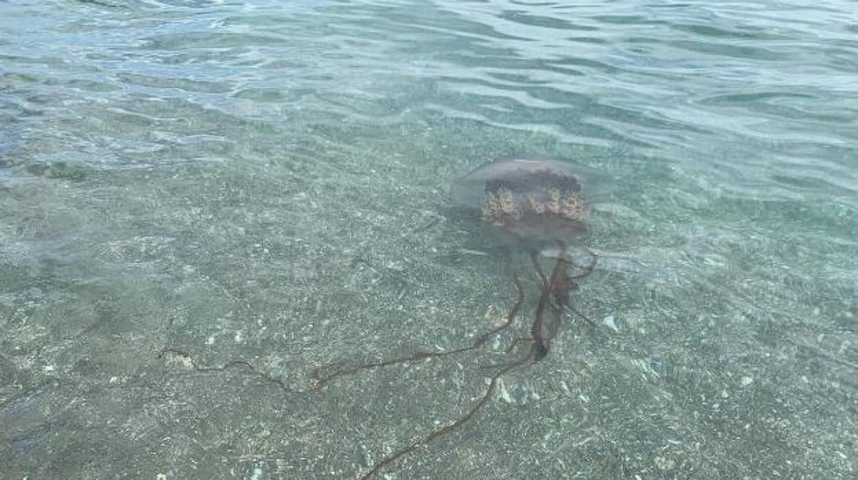 La medusa, en la orilla de la playa de Los Granados
