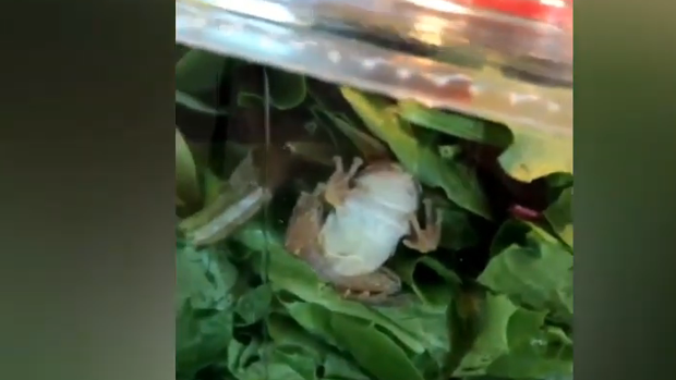 Una familia encuentra una rana viva en el interior de un paquete de ensalada