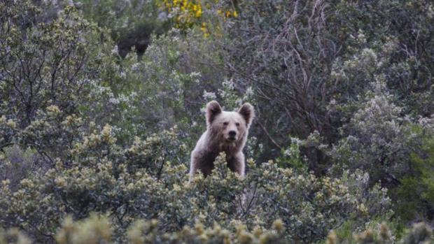 Un oso grizzly mata a un músico mientras grababa sonidos de la naturaleza en Canadá