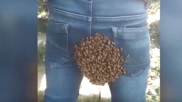 Un enjambre de abejas confunde el trasero de un hombre con su colmena