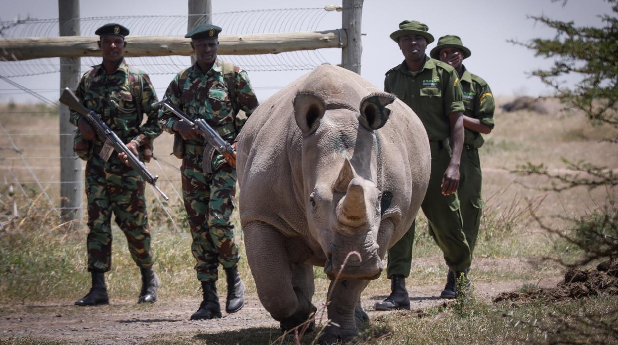 Fatu, una de las dos últimas rinocerontes blancas en la Reserva Ol Pejeta, en Kenia