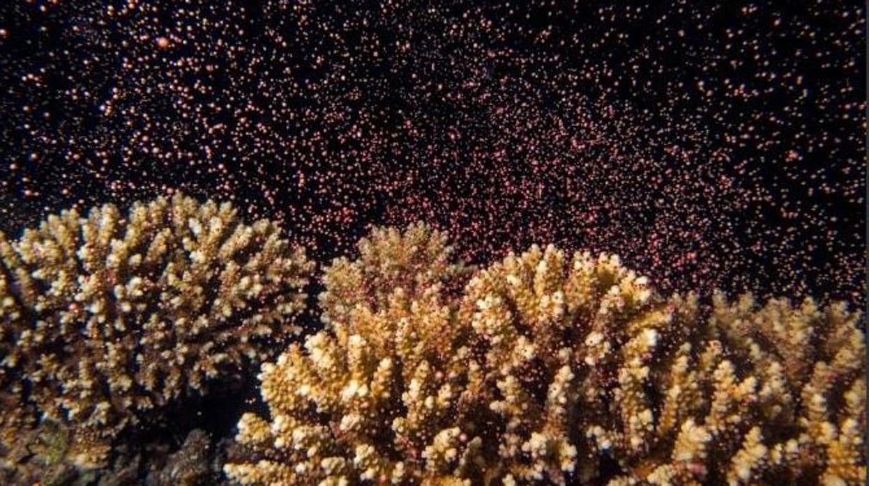 Momento en el que los corales expulsan los gametos