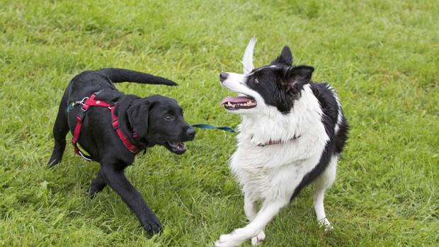 Una enfermedad misteriosa y fulminante mata a los perros en Noruega