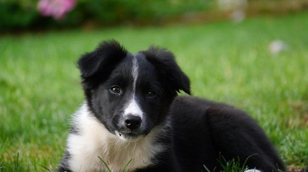 Dispara a un cachorro de cuatro meses porque ladraba muy alto