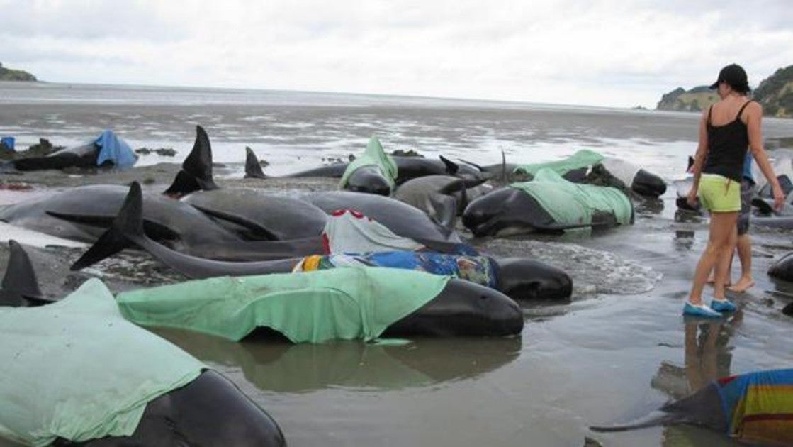 La extinción de las ballenas es consecuencia del cambio climático, la pesca y la navegación