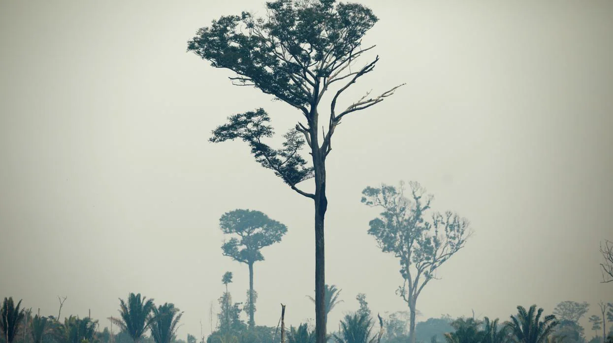 Deforestación en el Bosque Nacional Bom Futuro en Río Pardo, estado de Rondonia, Brasil