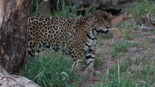 Especies como el jaguar, a la sombra de muerte por los incendios en Bolivia