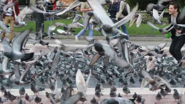 Bruselas suministrará anticonceptivos a las palomas para reducir su población