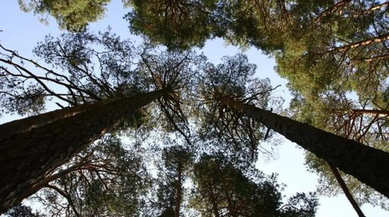 Bosques de pinos de una de las Reservas de la Biosferaen España