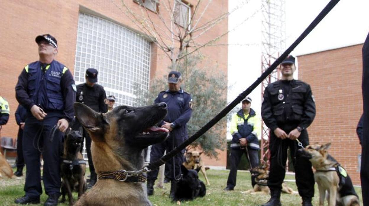 Perros Policía «jubilados» en busca de un nuevo hogar