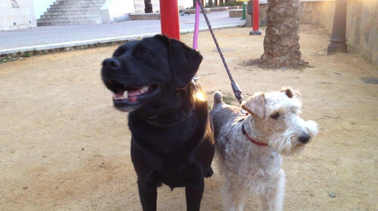 Compartir vida con una mascota es la excusa idónea para pasear