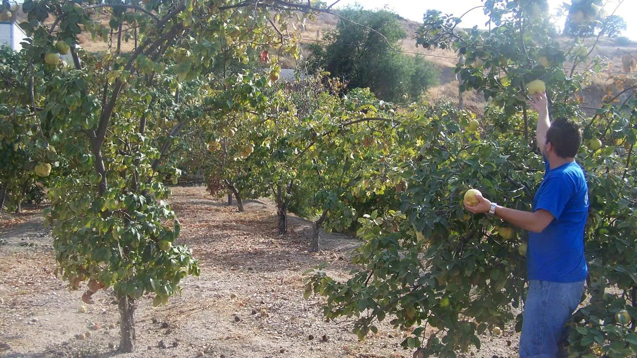 Un hombre coge membrillo en su plantación de Córdoba