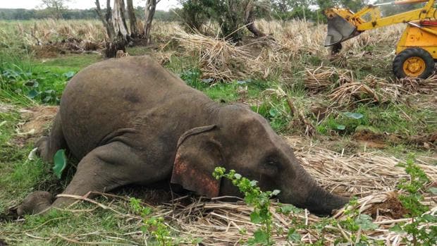 Encuentran muertos a siete elefantes en Sri Lanka, probablemente envenenados