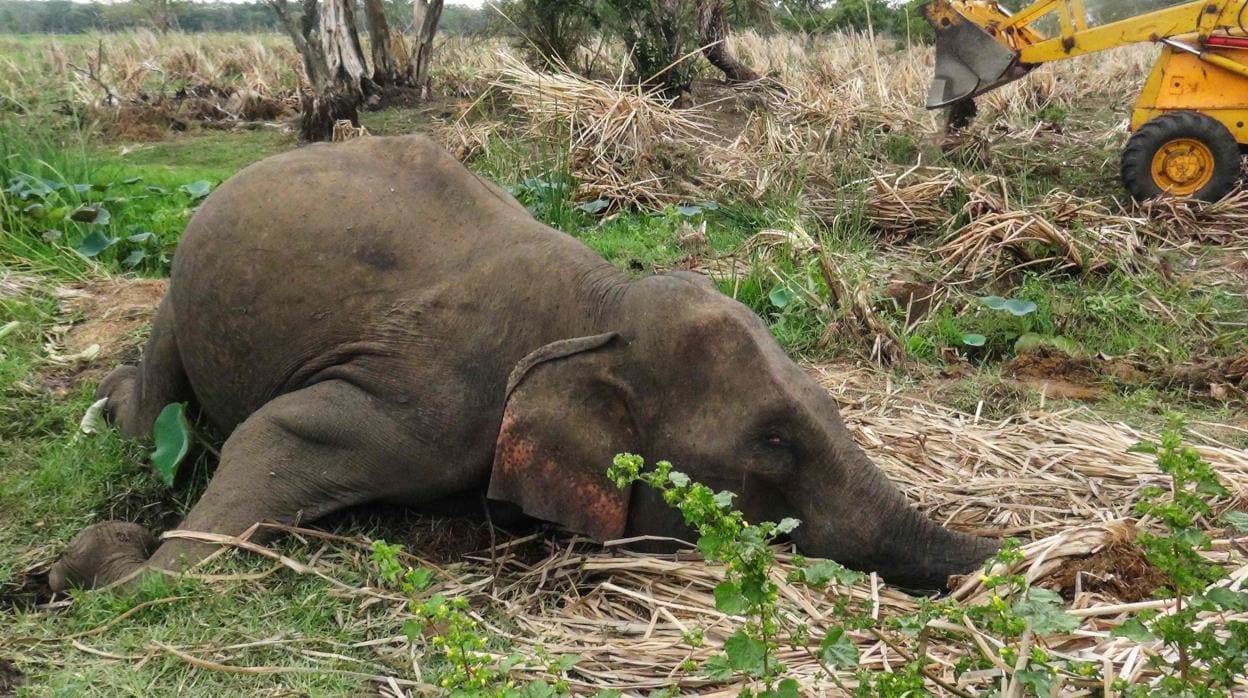 Imagen de uno de los elefantes hallados muertos en Sri Lanka