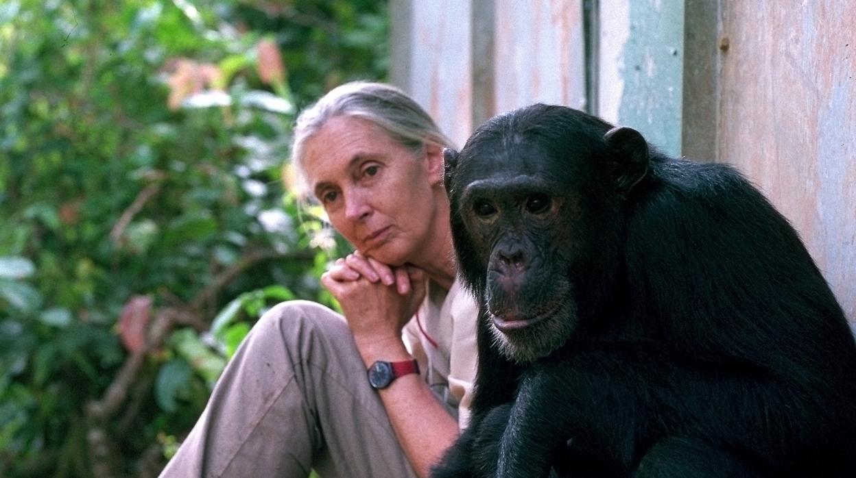Jane Goodall, primatóloga y fundadora del Instituto Jane Goodall