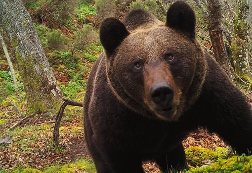 Oso pardo fotografiado en un fototrampeo