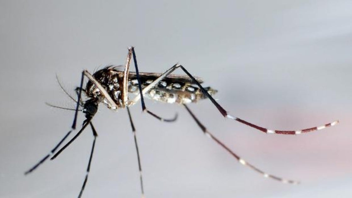 Las aguas estancadas son foco de reproducción de este mosquito