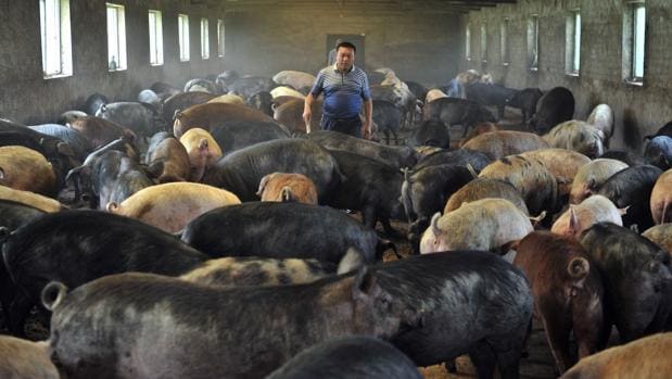 China cría cerdos gigantes del tamaño de «osos polares» ante la escasez de carne por la peste porcina