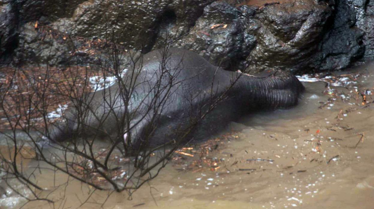 Uno de los elefantes muertos tras caer por la catarata Haew Narok