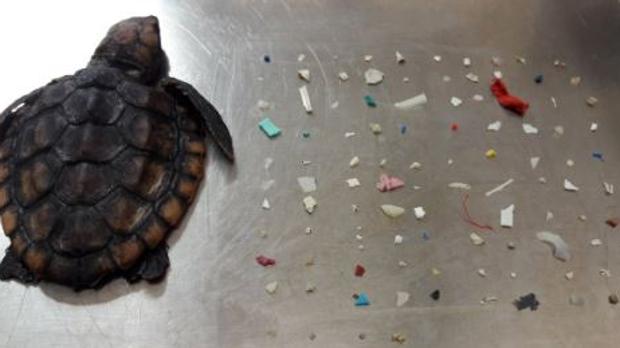 Encuentran una tortuga bebé muerta con 104 trozos de plástico en su interior