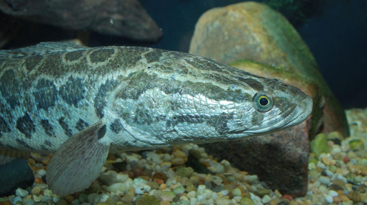 Un ejemplar de pez cabeza de serpiente del norte