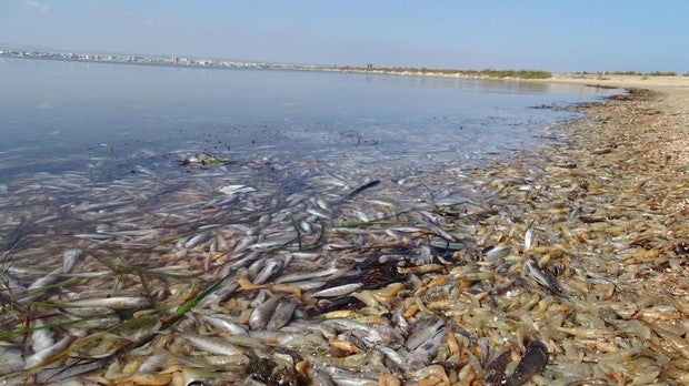 La crisis ecológica del Mar Menor convierte en «emergencia» la recuperación de la laguna