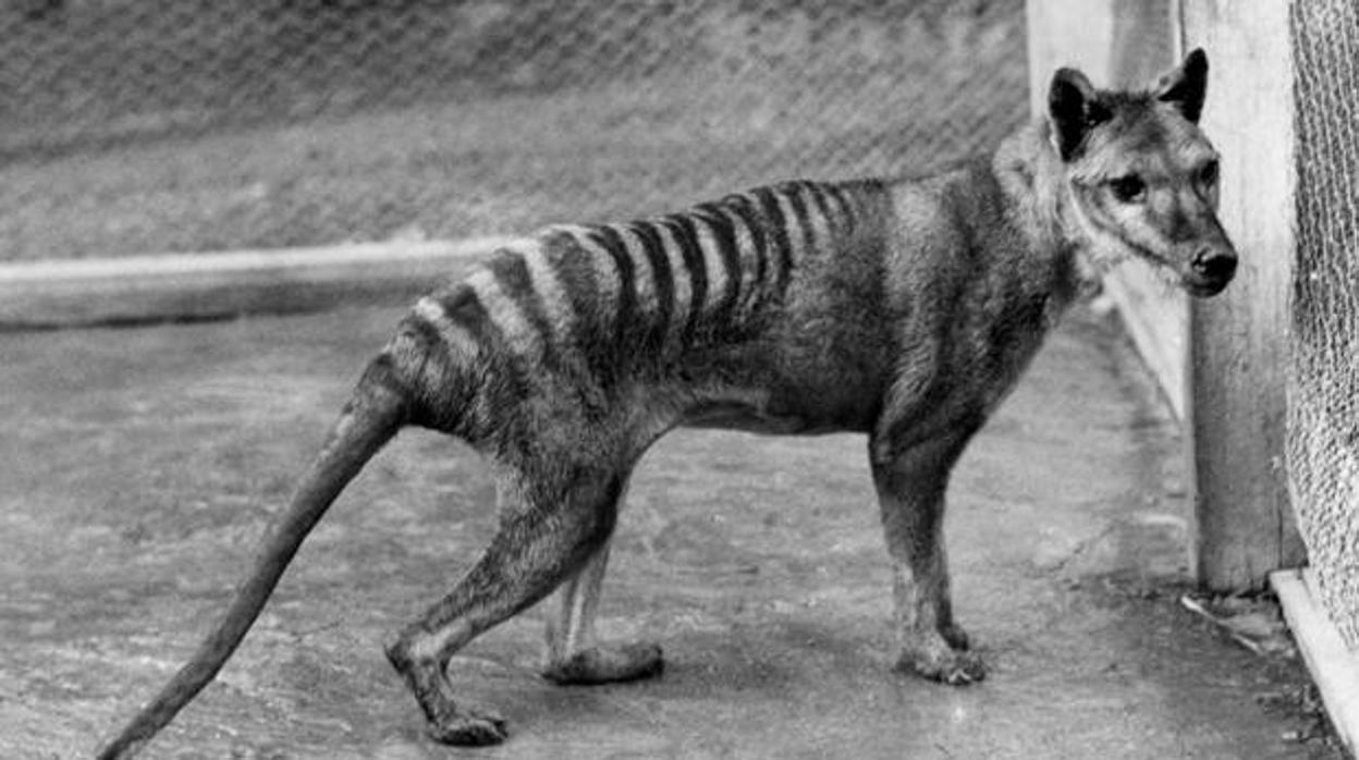 Fotografía de archivo de un tigre de Tasmania, que se cree extinto desde 1936