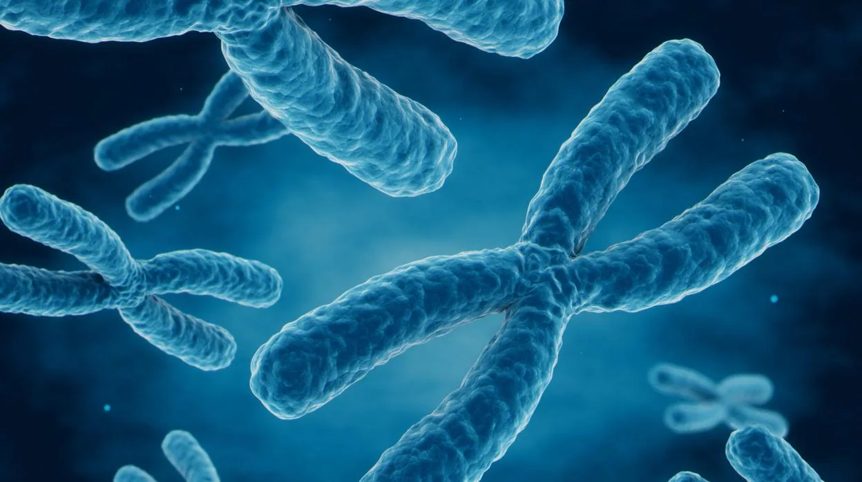 Los telómeros están en los extremos de los cromosomas