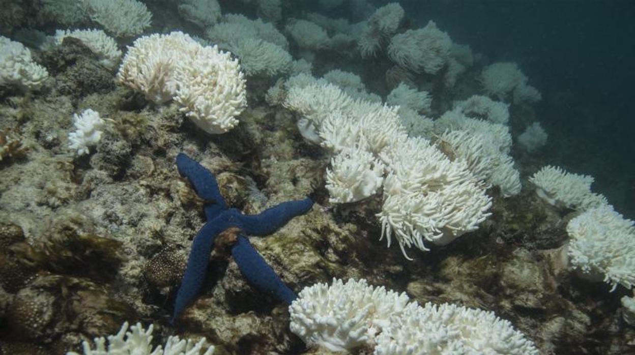 Un arrecife de coral con áreas blancas blanqueadas