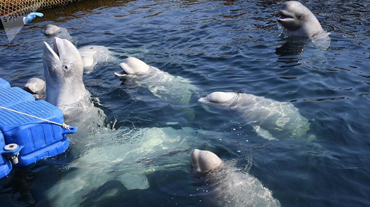 Rusia devuelve al mar las últimas belugas que mantenía retenidas «en la cárcel de las ballenas»