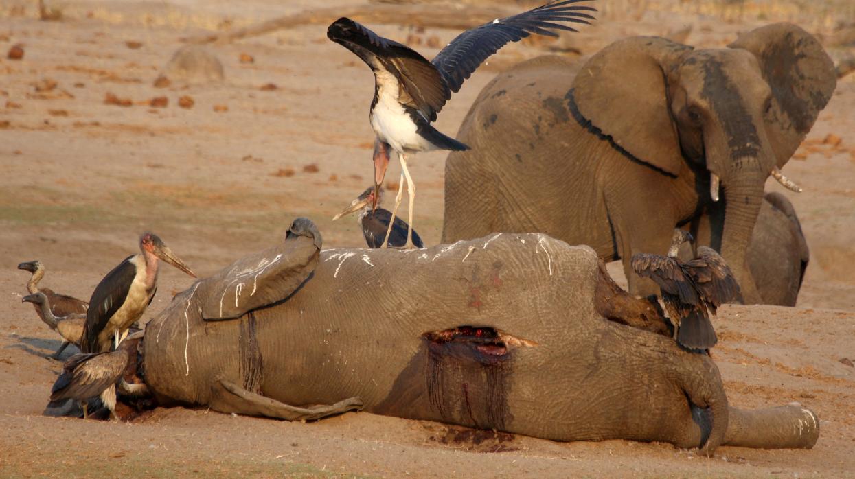 Al menos 200 elefantes muertos en Zimbabue por la sequía