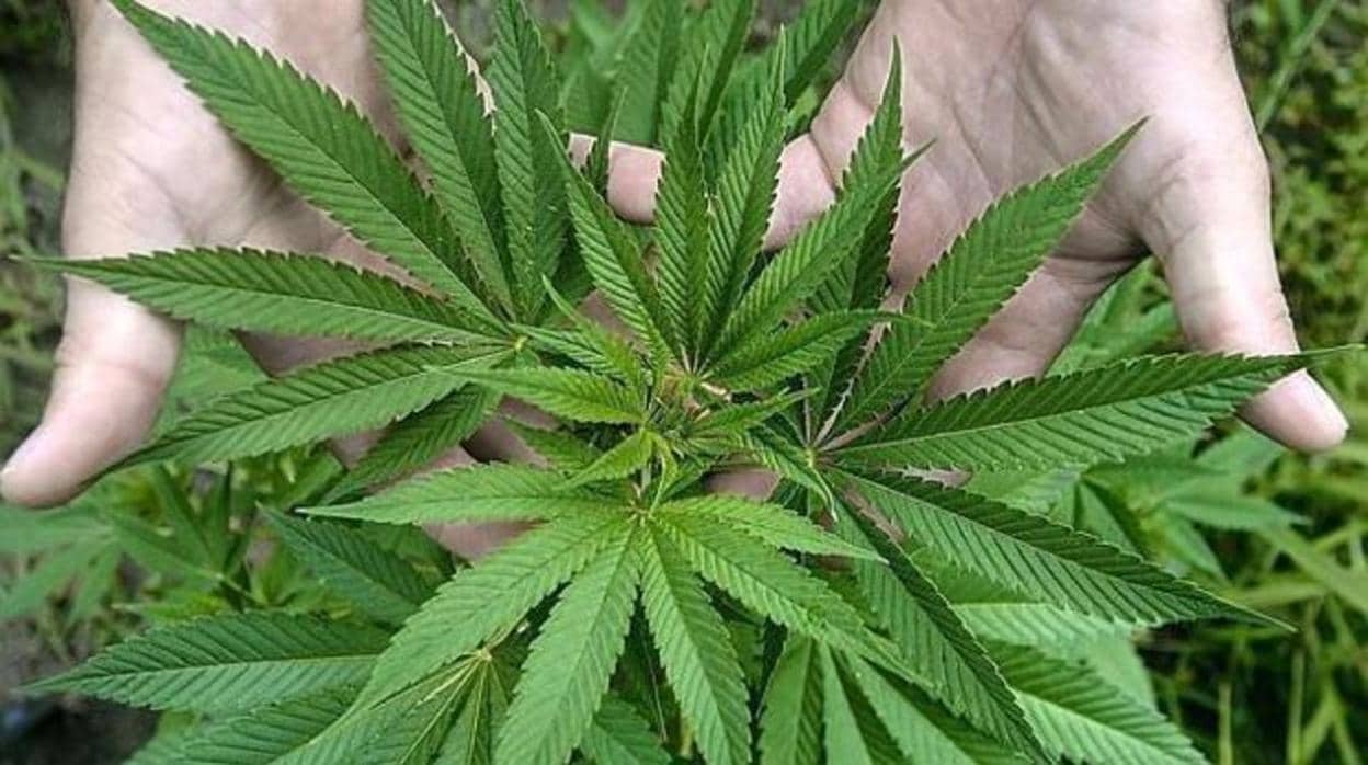 Los médicos de Reino Unido podrán recetar dos medicamentos a base de cannabis