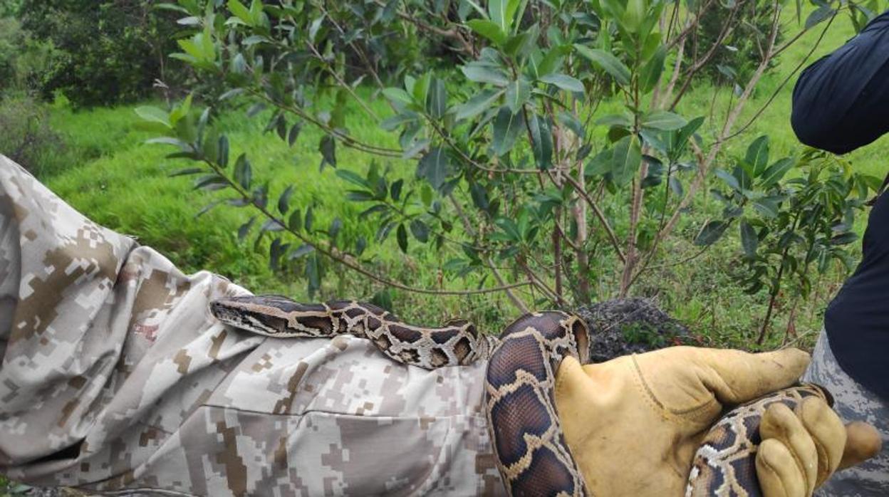 El veterano de guerra David Charles (no retratado) muestra una pitón birmana en Los Everglades, Florida