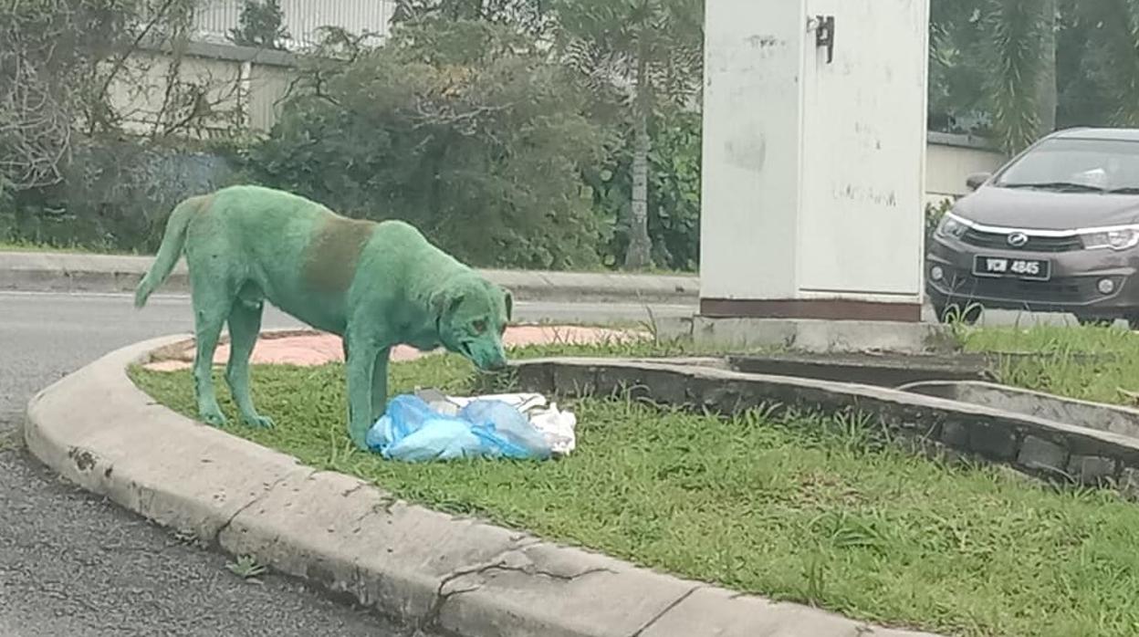 Imagen del perro pintado de color verde