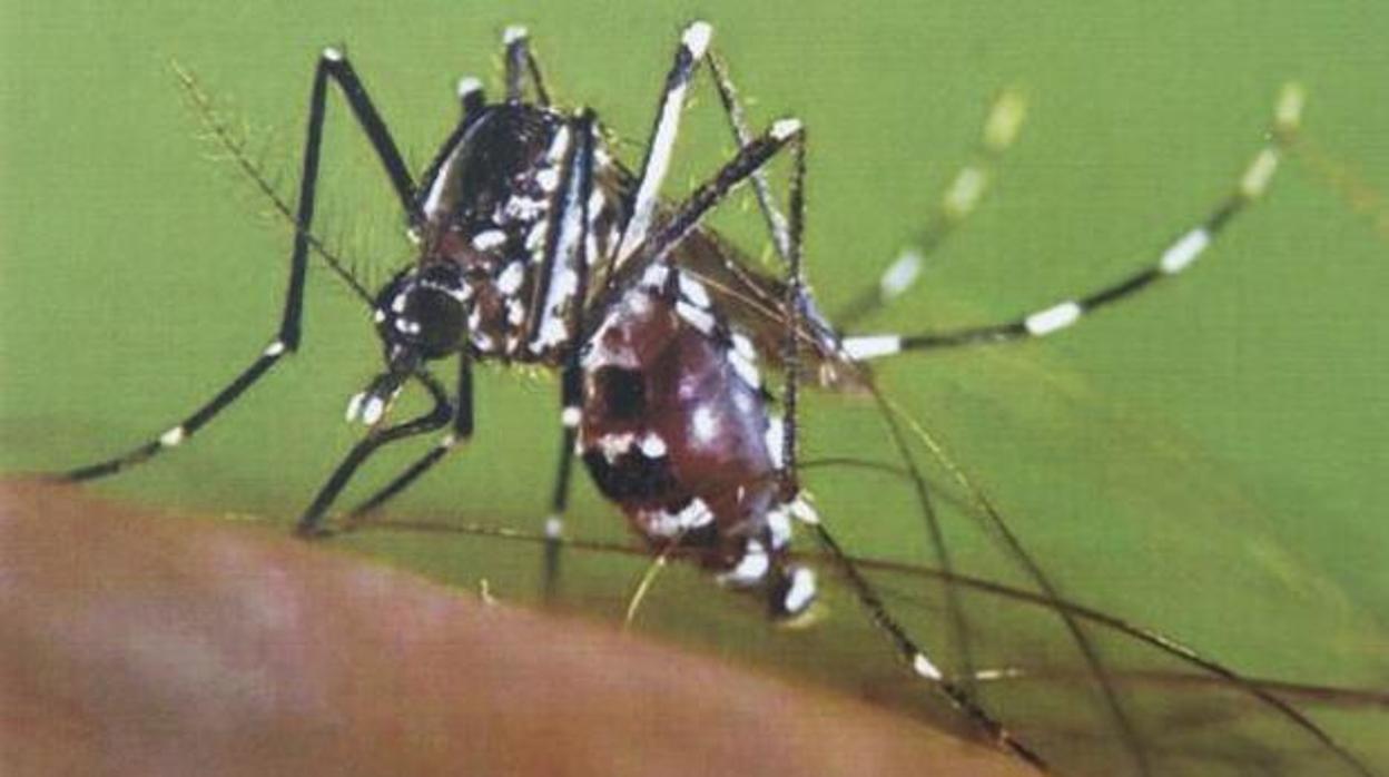 Aedes albopictus, popularmente conocido como mosquito tigre