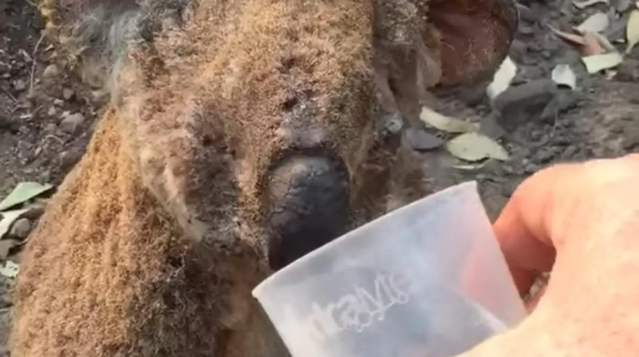 Imagen del vídeo que muestra un koala con quemaduras bebiendo agua