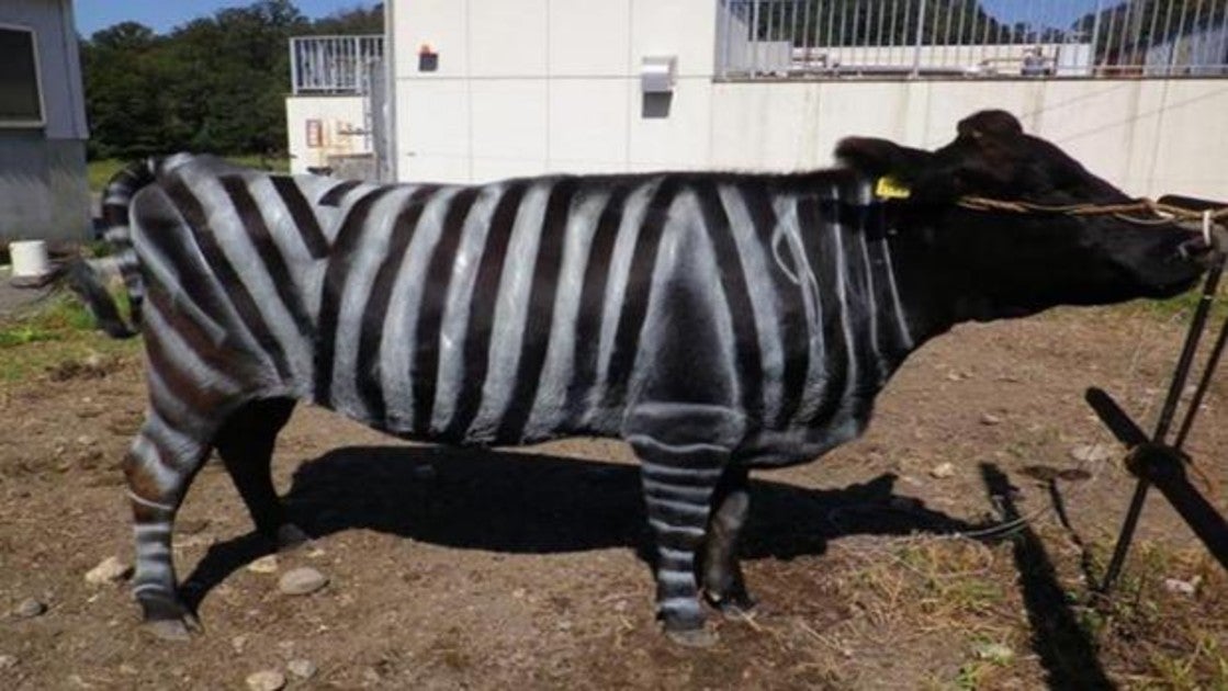 Los investigadores usaron a seis vacas embarazadas de color natural negro con un peso aproximado de 480 kg