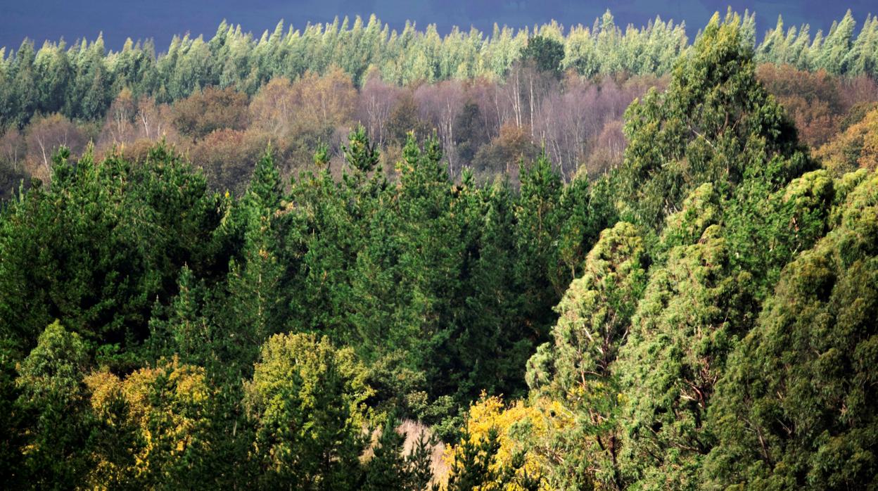 Vista general del bosque en la provincia de Lugo