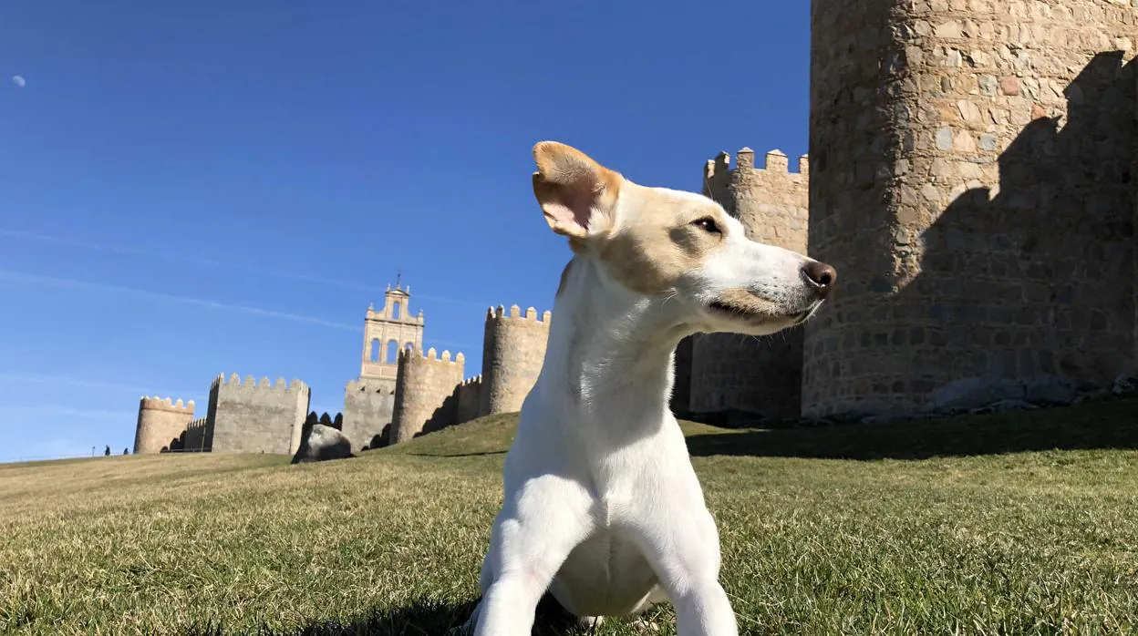 Pipper, un influencer de cuatro patas... y es español