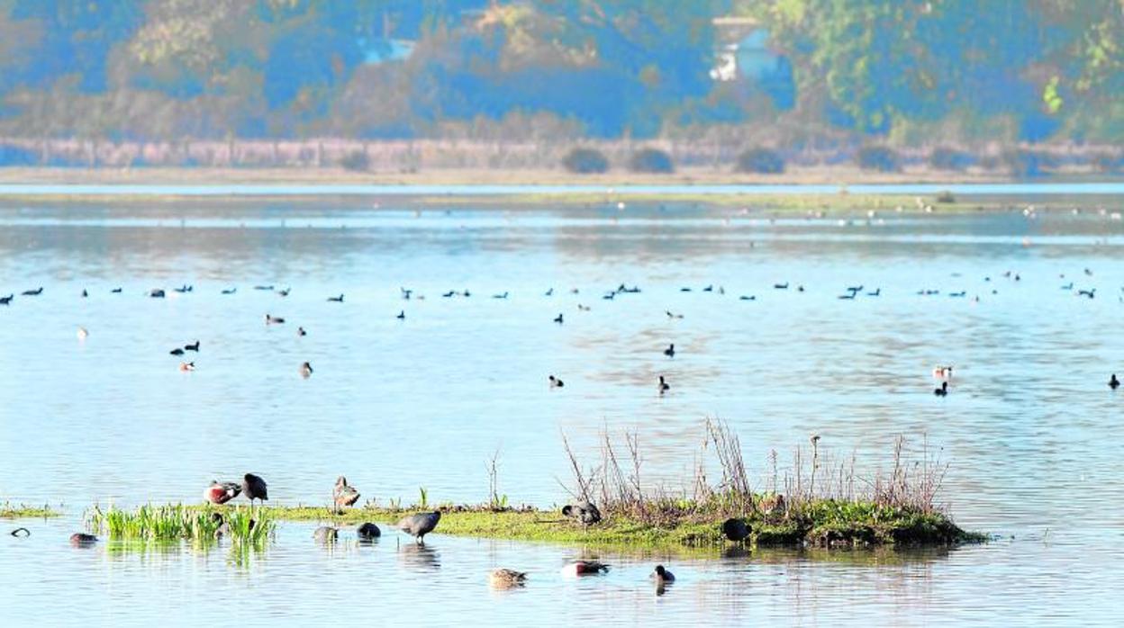 Investigador de la Estación Biológica de Doñana, el centro de investigación del Parque Natural