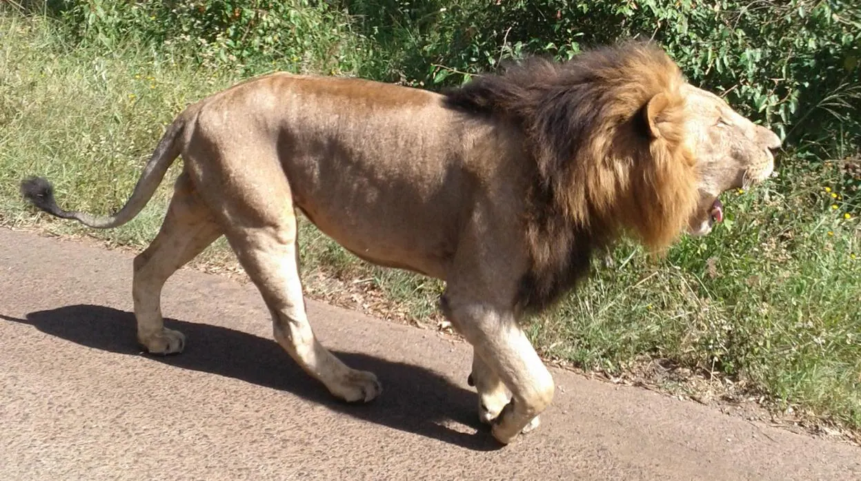 Imagen de un león caminando por el Parque Nacional de Nairobi