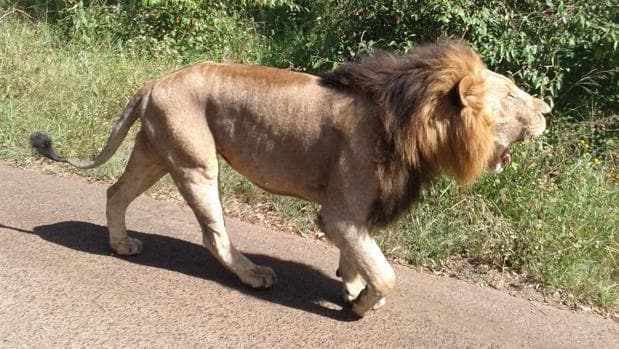 Un león escapa de un Parque Nacional y se come a un hombre en Nairobi
