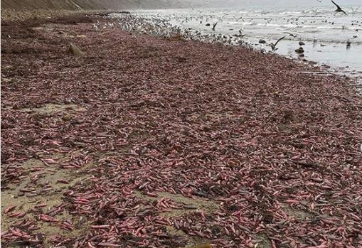 Invasión de «peces pene» en las playas de California